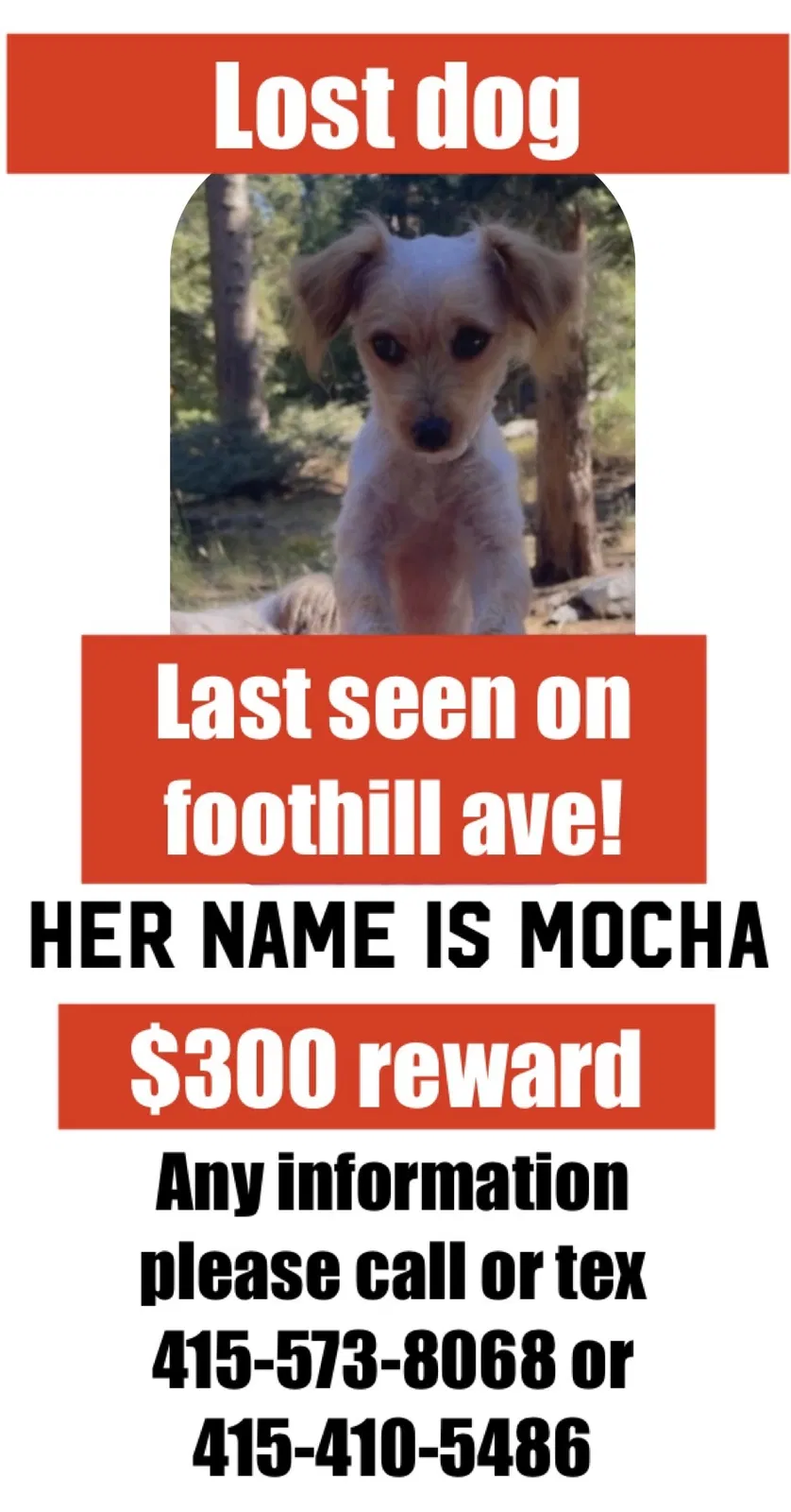Lost dog in San Leandro, CA, 94578