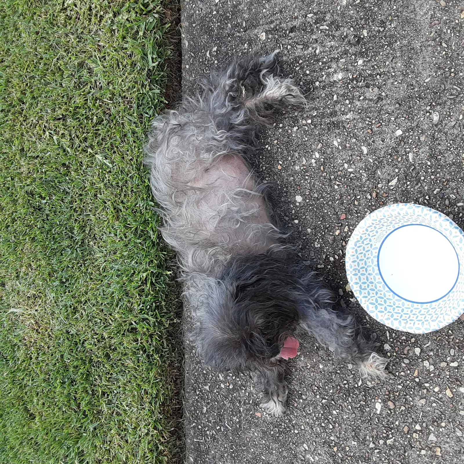 Found dog in Lafayette, LA, 70506