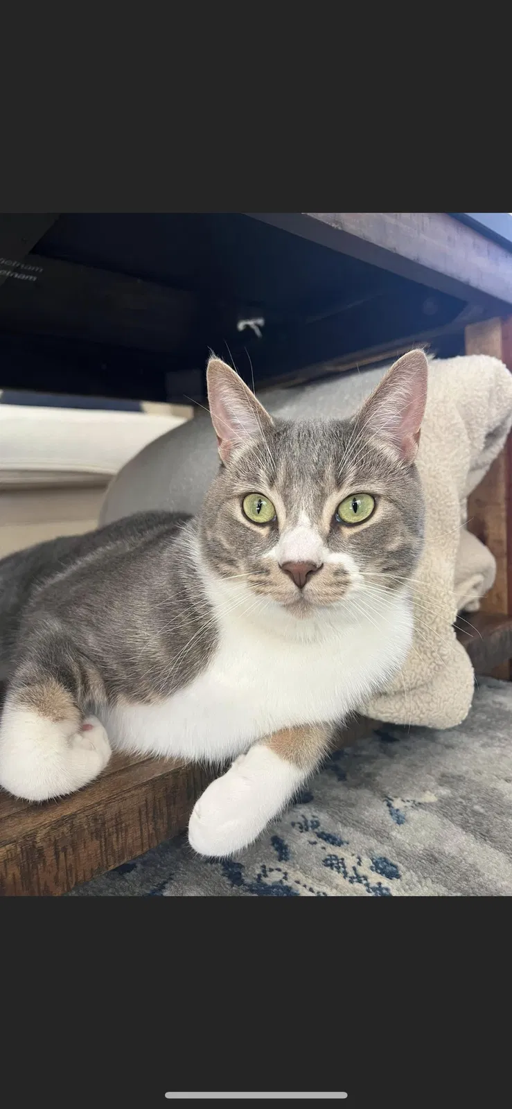 Lost cat in Huntington Beach, CA, 92648
