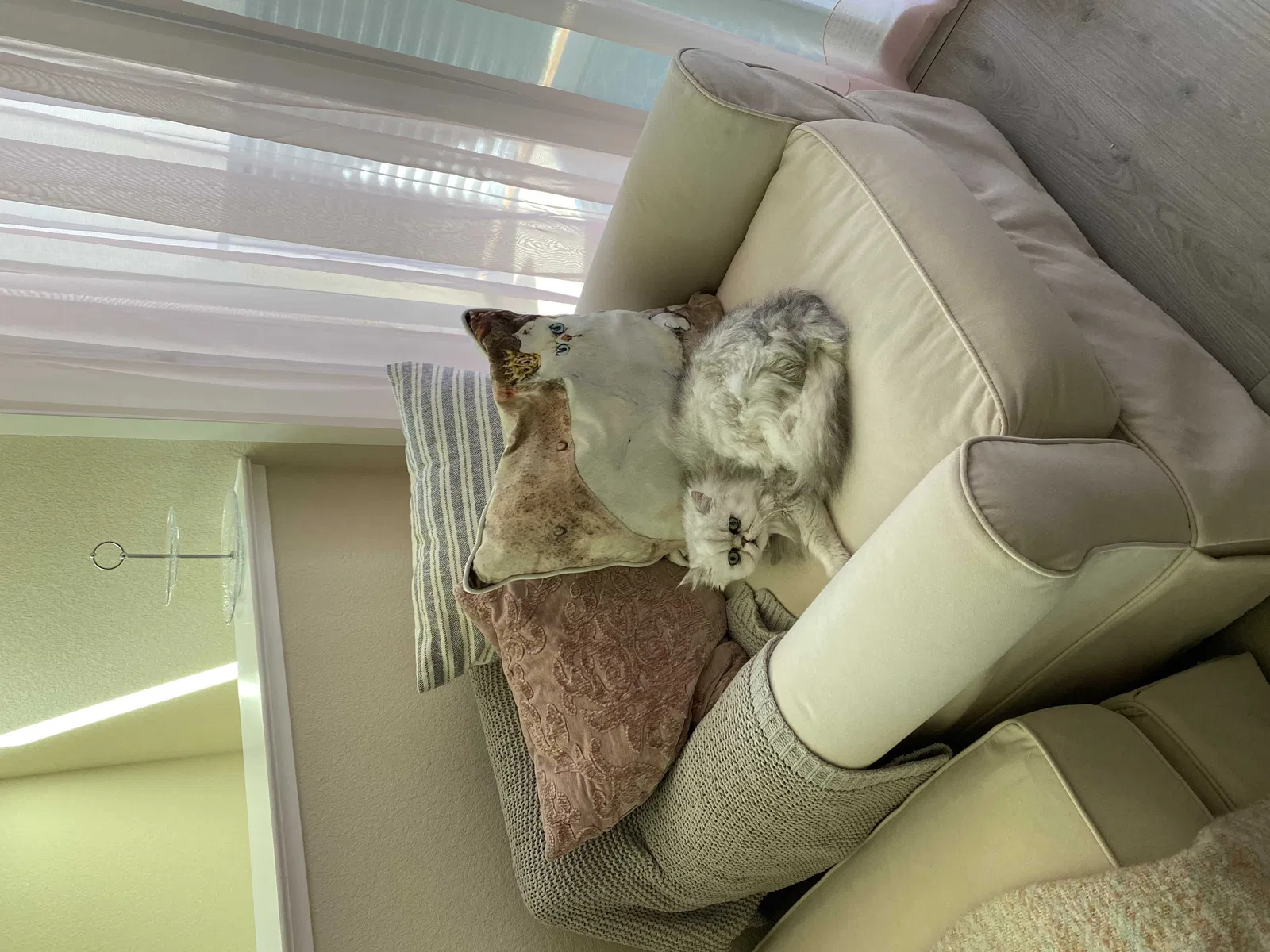 Lost cat in Elk Grove, CA, 95757