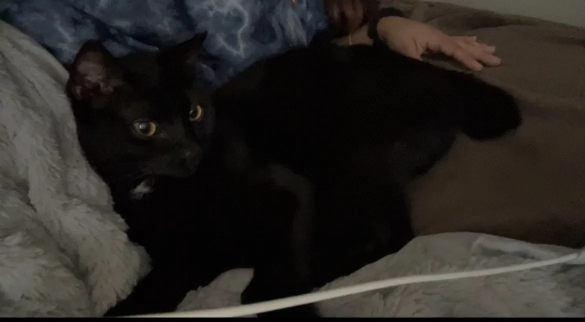 Lost cat in Dacula, GA, 30019