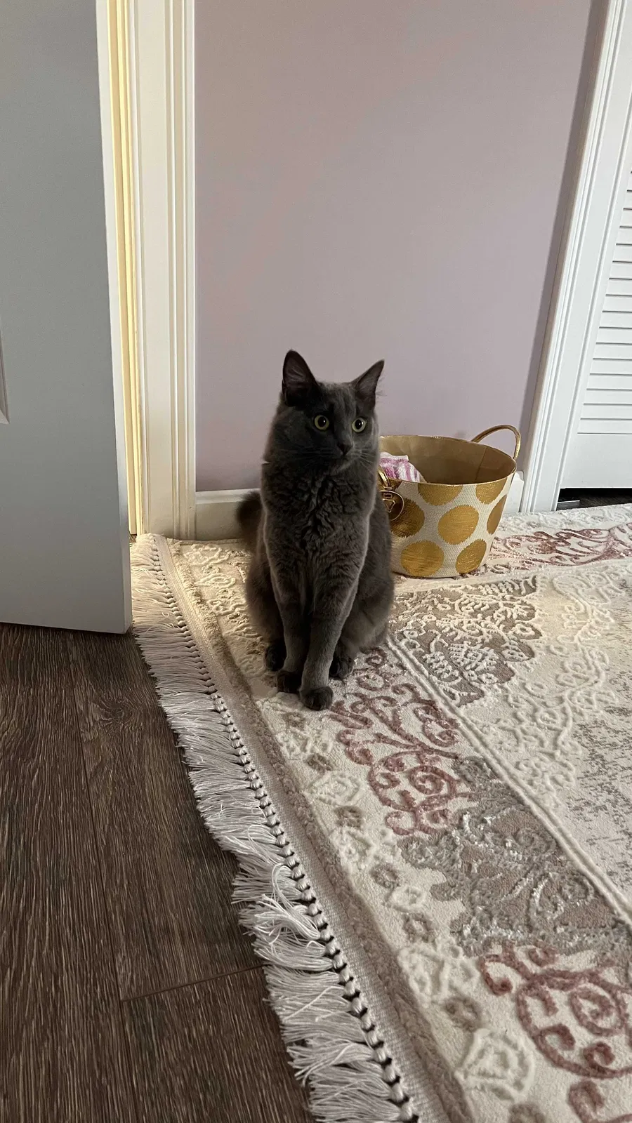 Lost cat in Westfield, MA, 1085