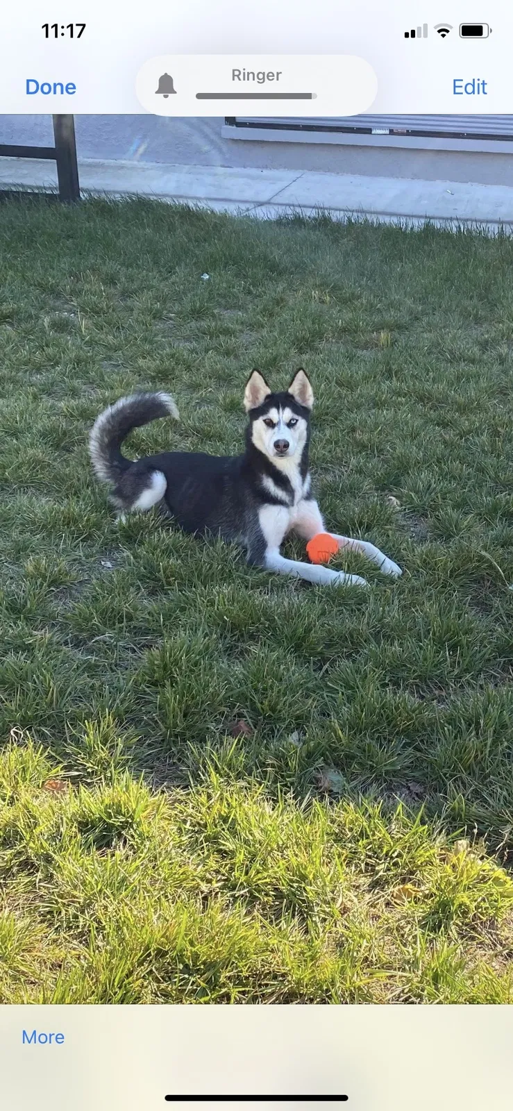 Lost dog in Edgewood, MD, 21040