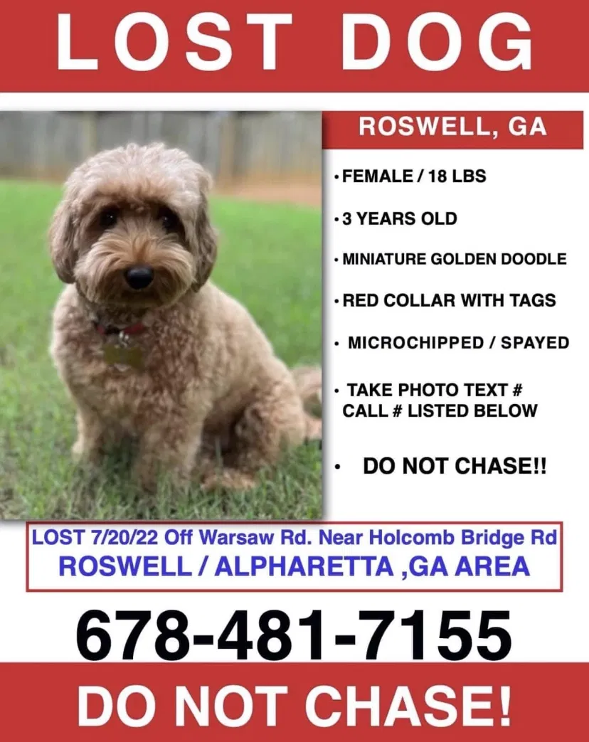 Lost dog in Roswell, GA, 30075