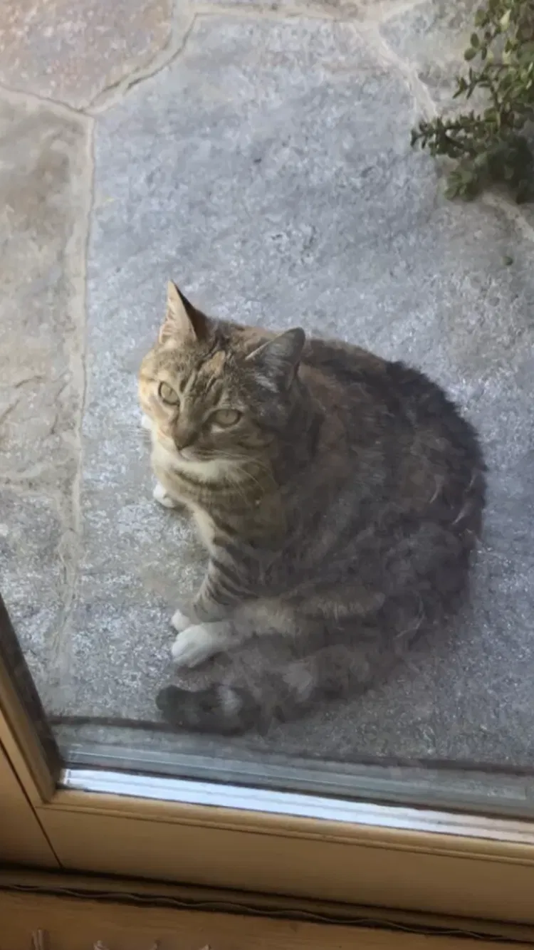 Lost cat in Palos Verdes Peninsula, CA, 90274