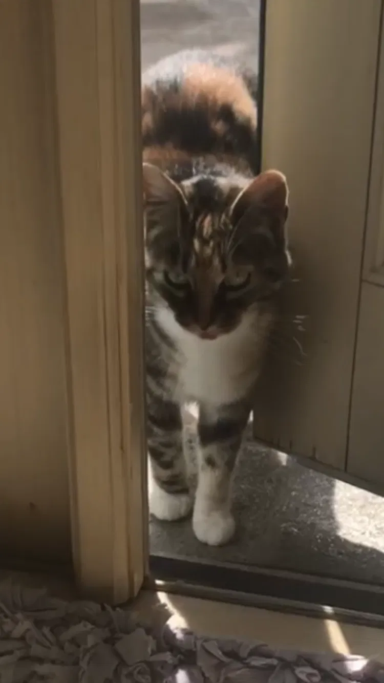 Lost cat in Palos Verdes Peninsula, CA, 90274