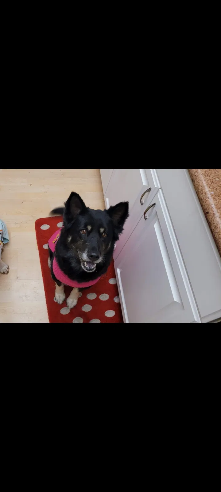 Lost dog in San Jacinto, CA, 92583