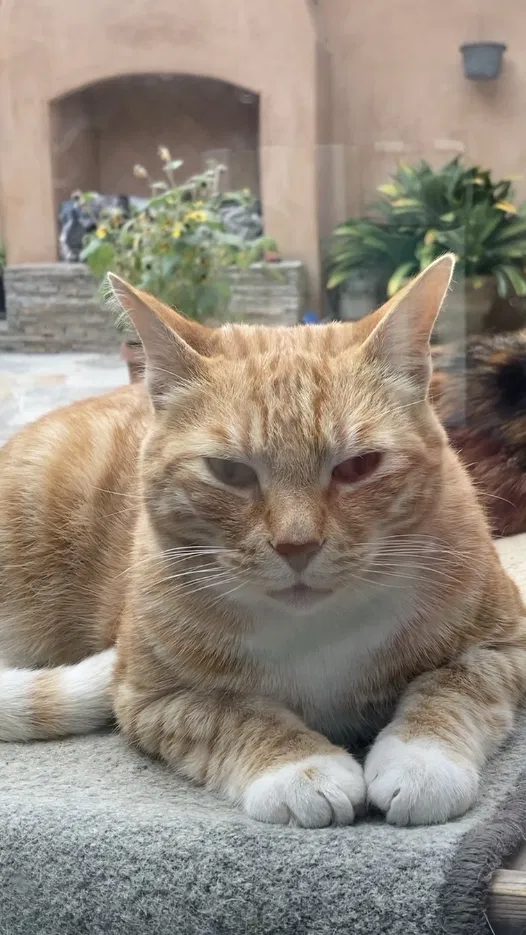 Lost cat in Palos Verdes Peninsula, CA, 90274
