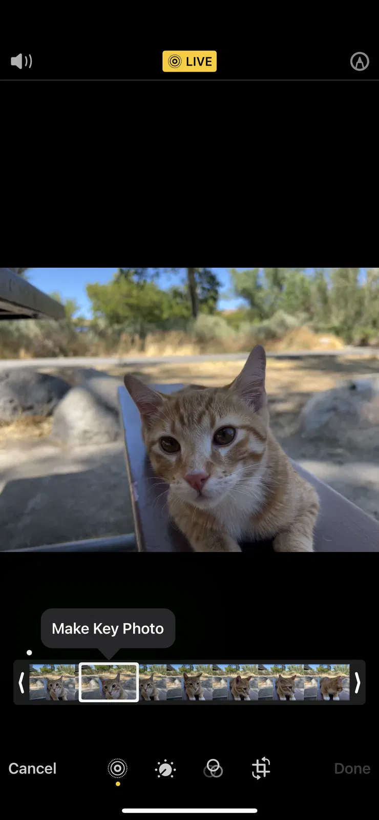 Lost cat in Reno, NV, 89503