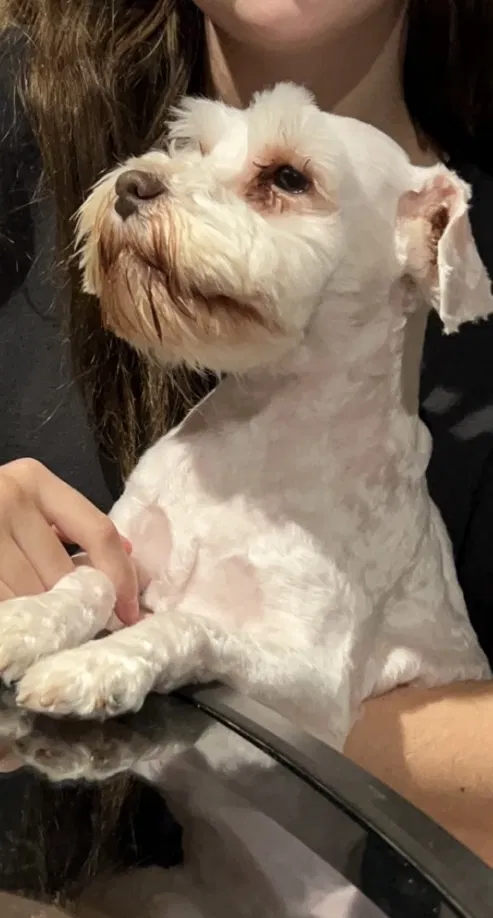 Lost dog in Tomball, TX, 77377