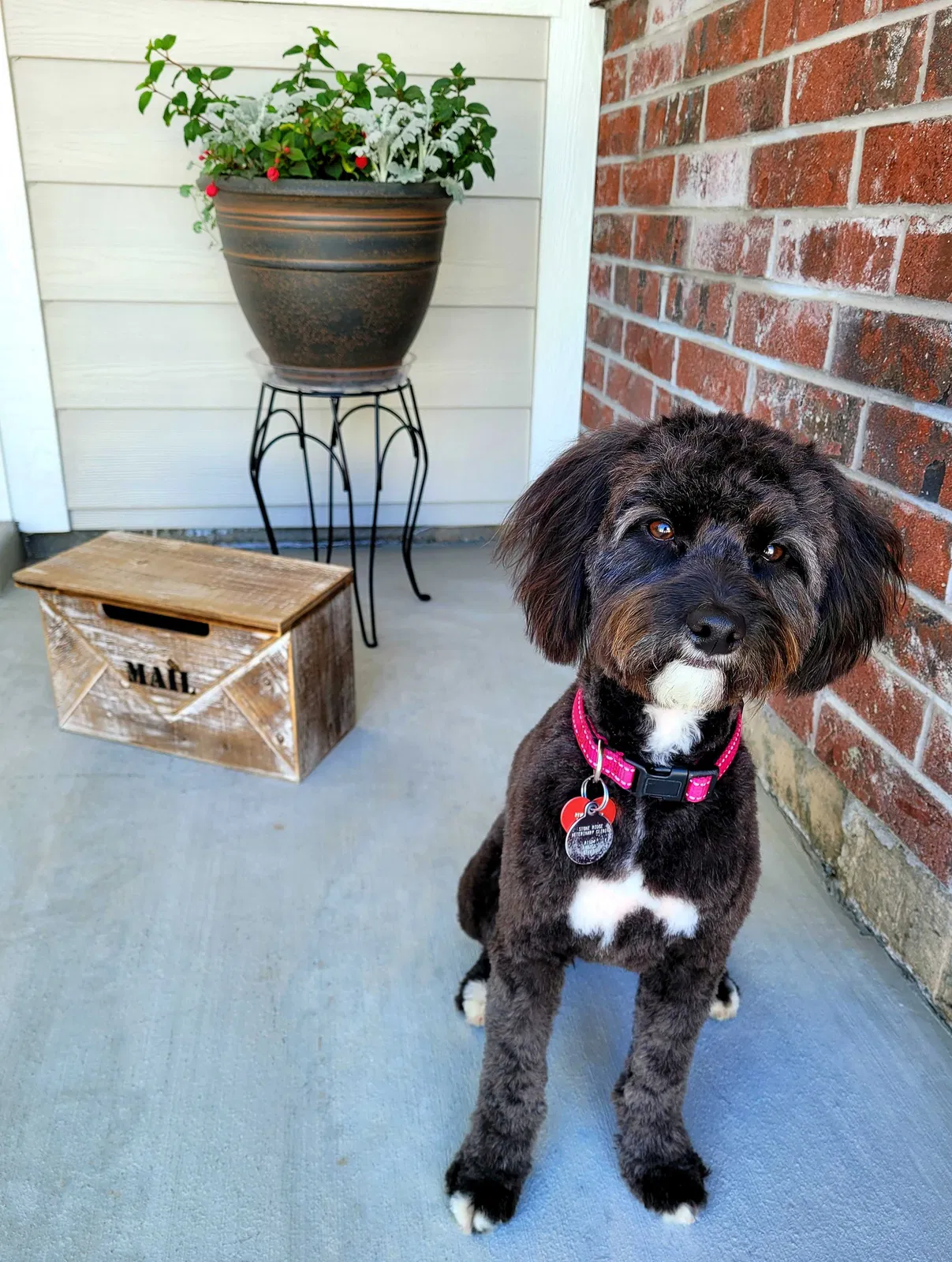 Lost dog in Herriman, UT, 84096