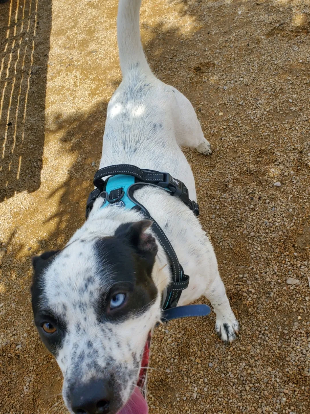 Lost dog in Oklahoma City, OK, 73106