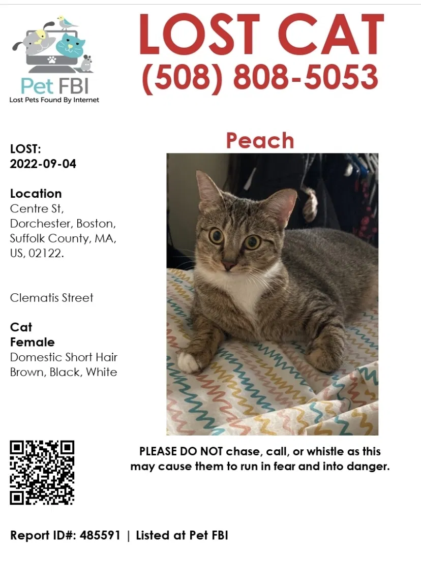 Lost cat in Dorchester, MA, 2125
