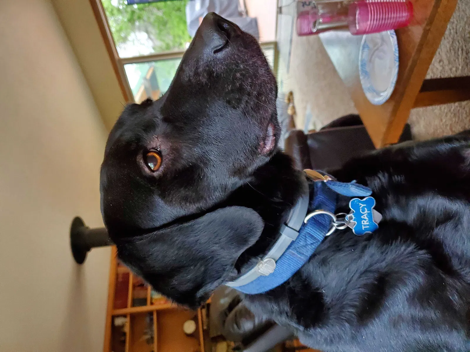 Lost dog in North San Juan, CA, 95960