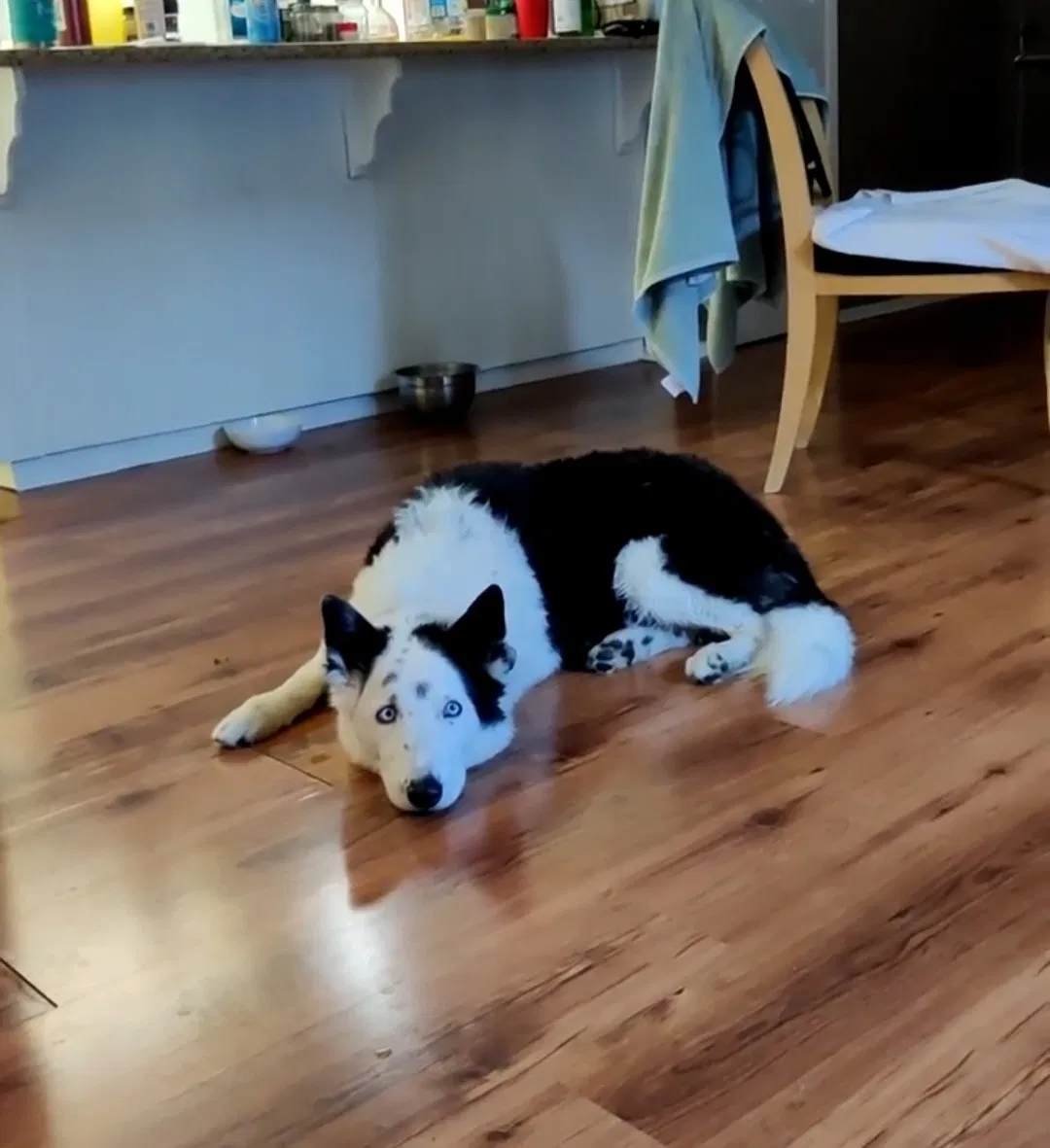 Lost dog in Stockton, CA, 95207