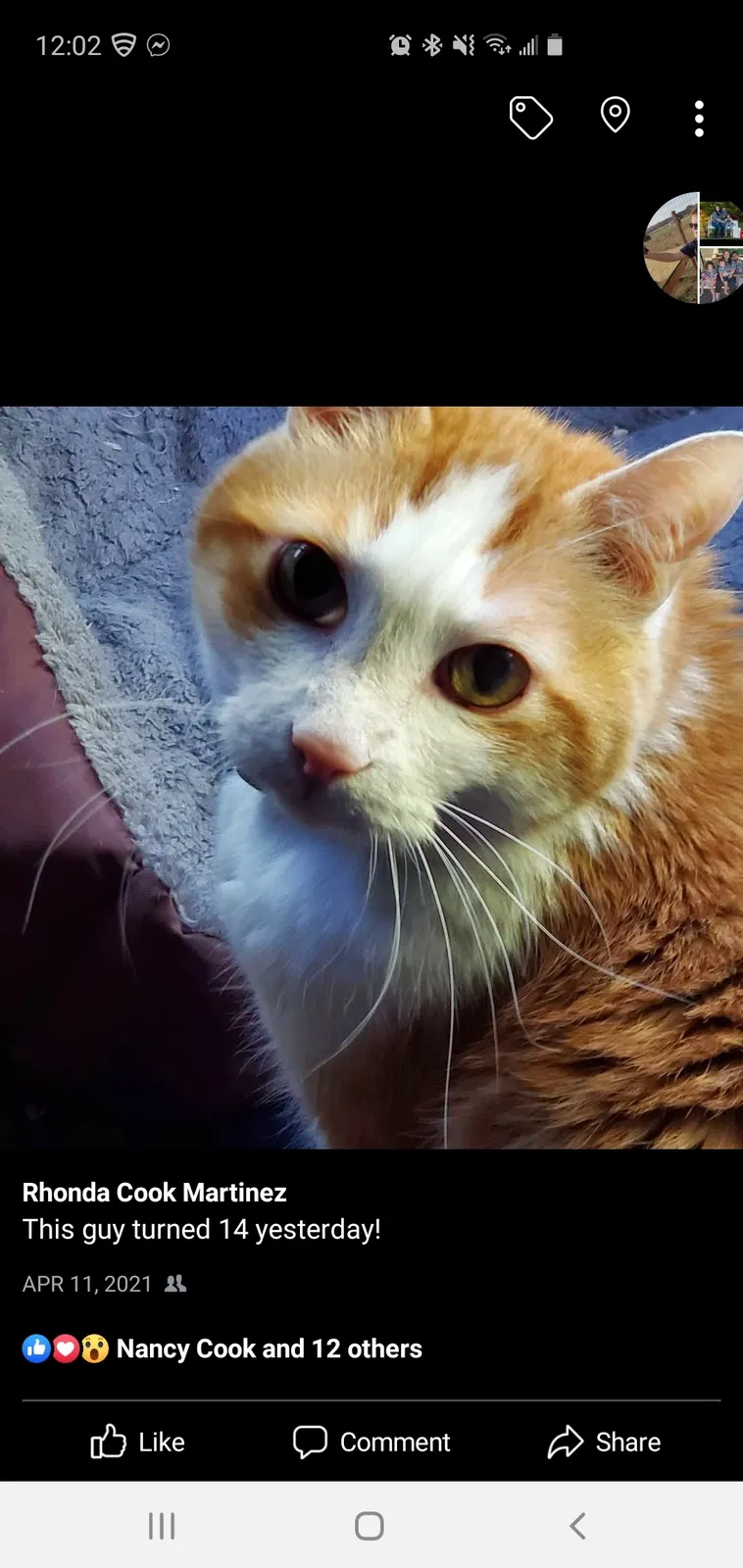 Lost cat in Tulsa, OK, 74133