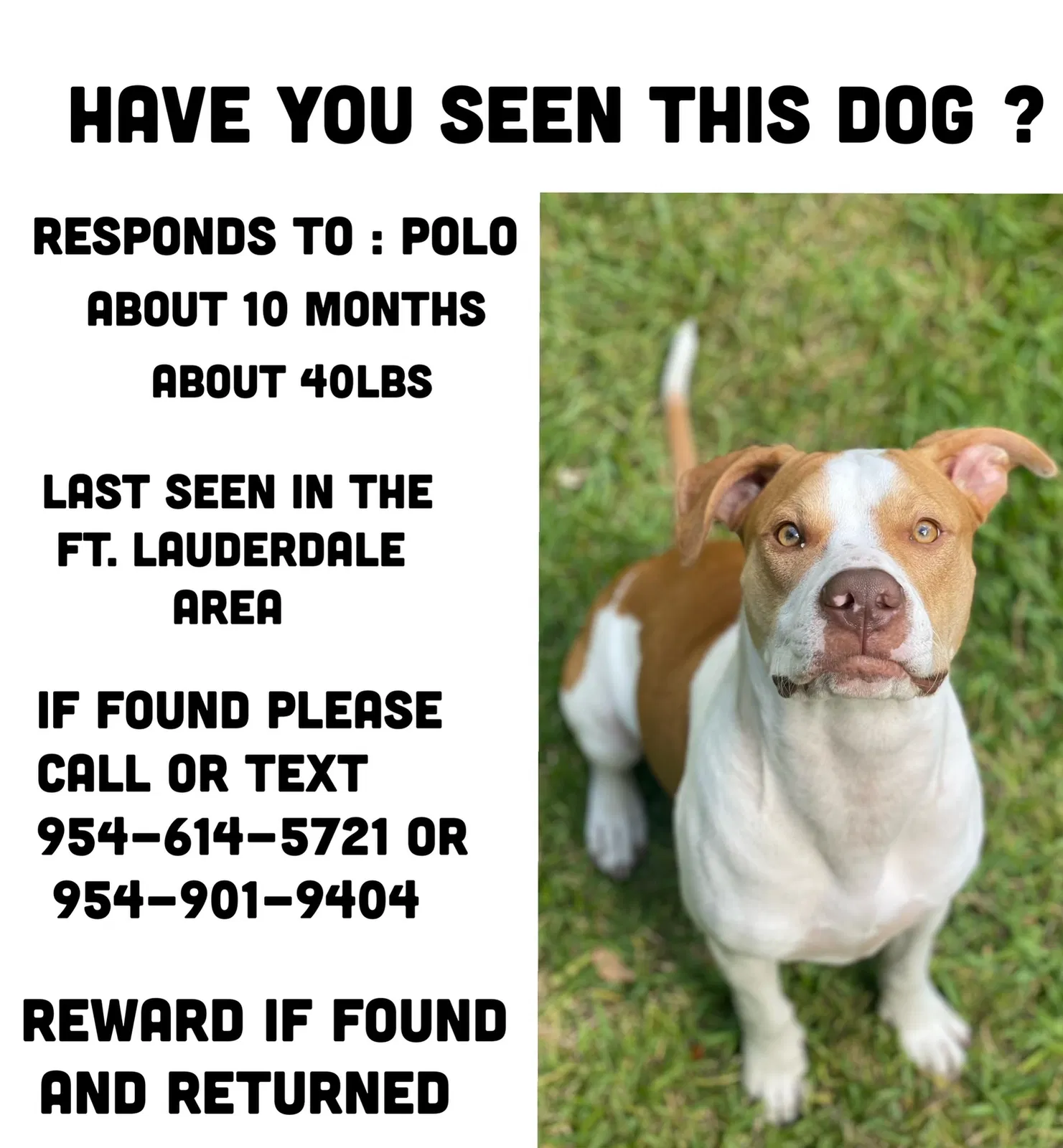 Lost dog in Fort Lauderdale, FL, 33312