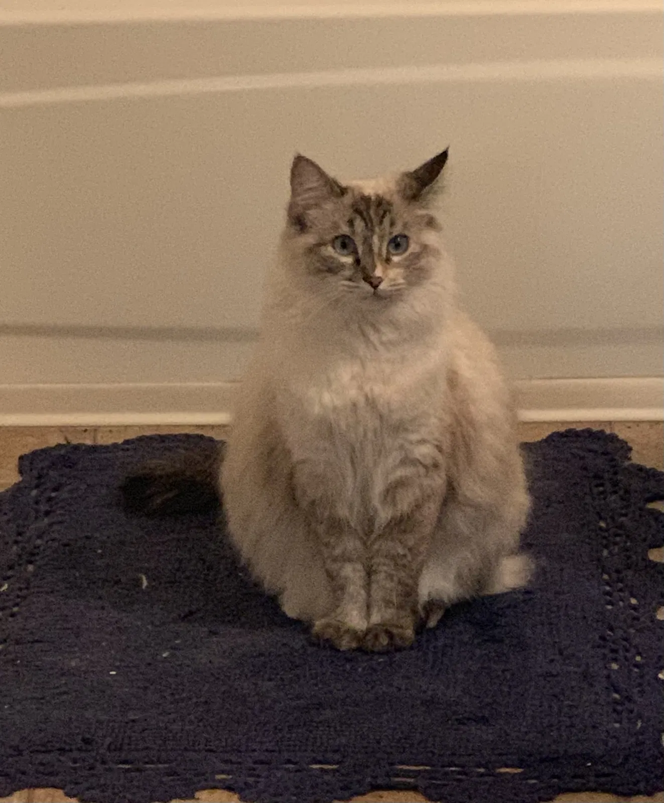 Lost cat in Albuquerque, NM, 87114
