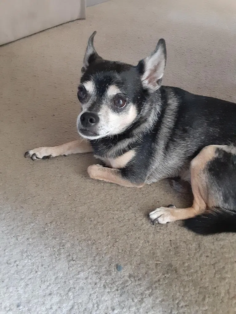 Lost dog in Fort Myers, FL, 33907