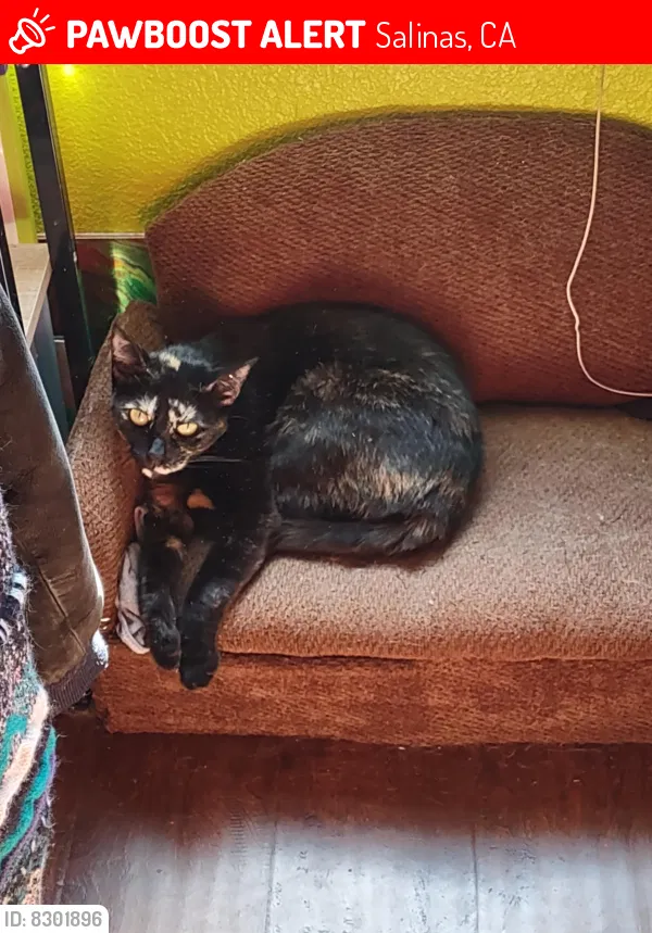 Lost cat in Salinas, CA, 93905