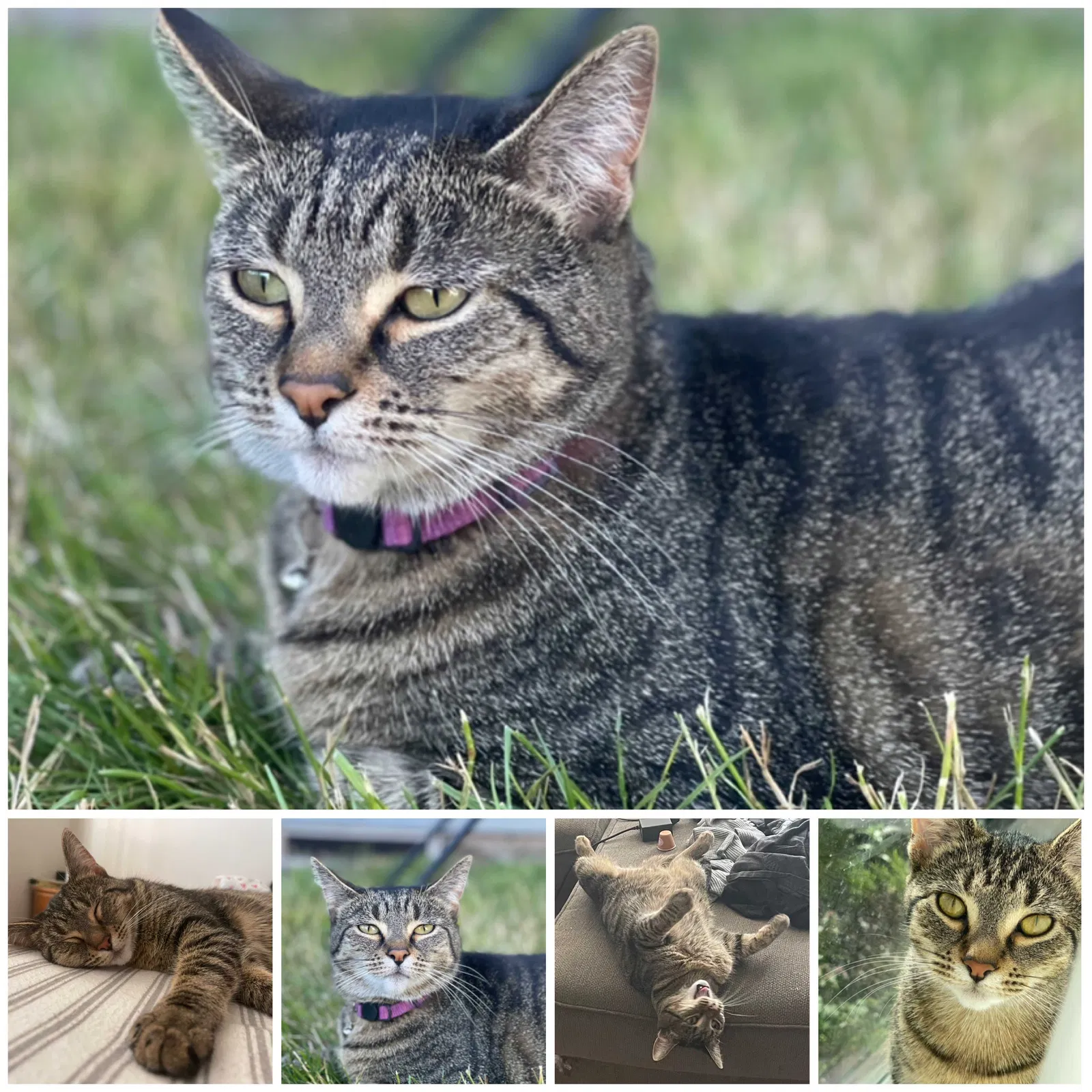 Lost cat in Independence, OR, 97351