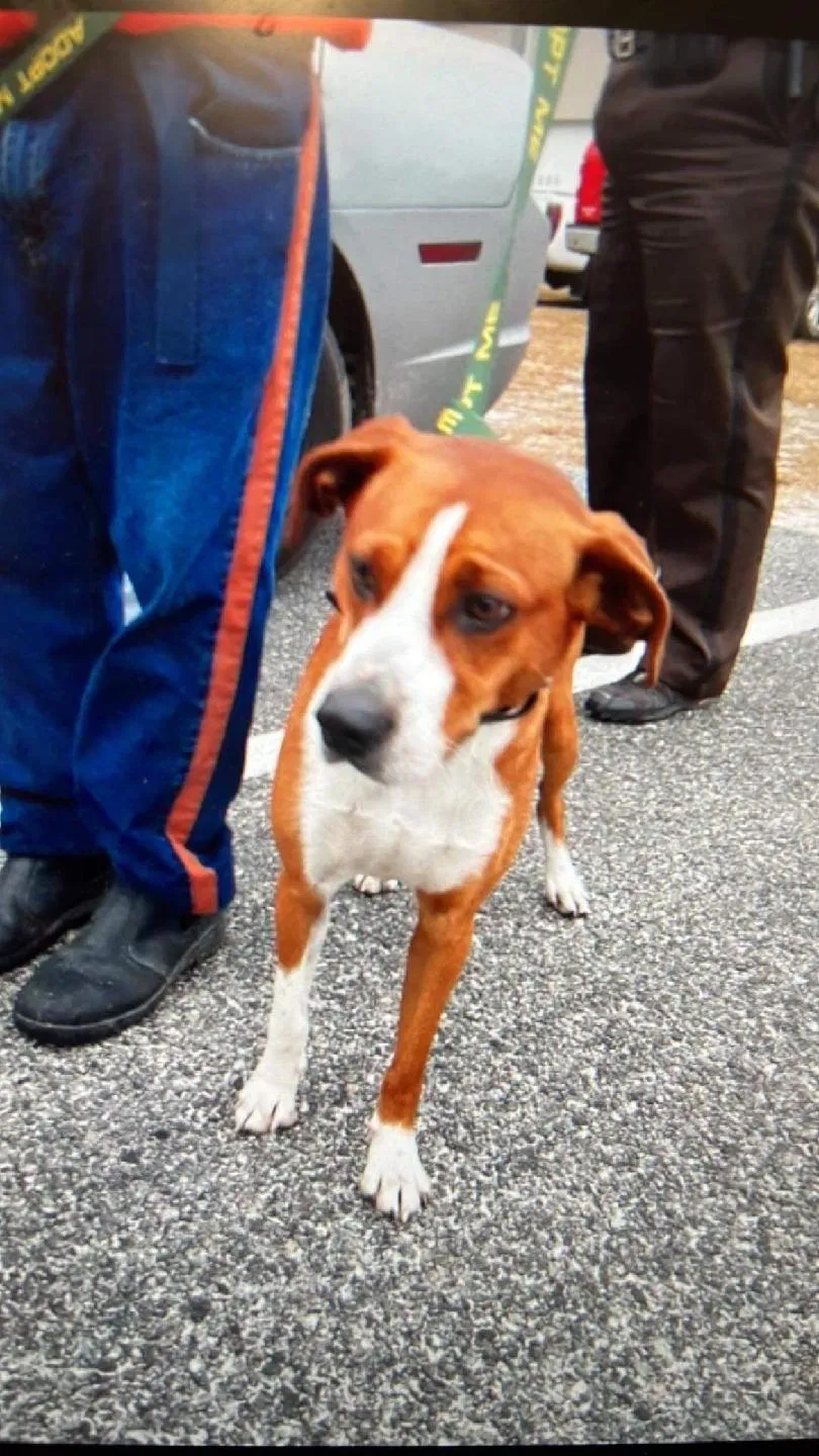 Lost dog in Springfield, GA, 31329