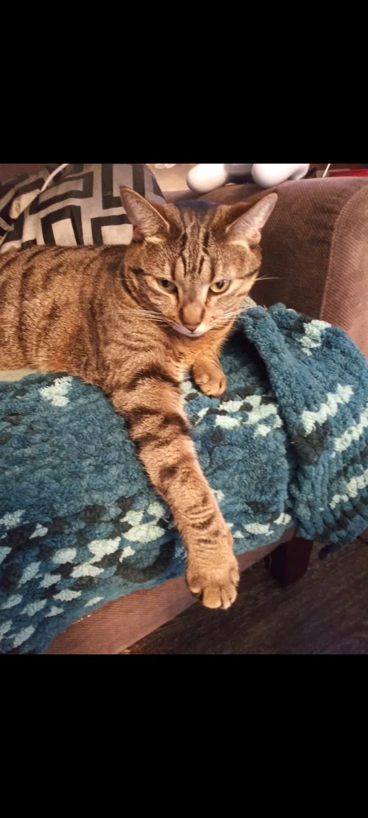 Lost cat in Boise, ID, 83709