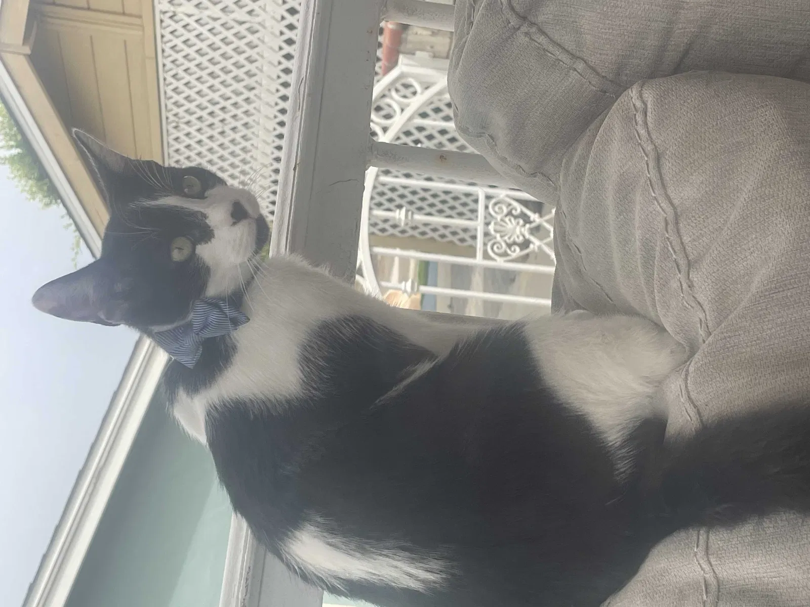 Lost cat in Oceanside, CA, 92058