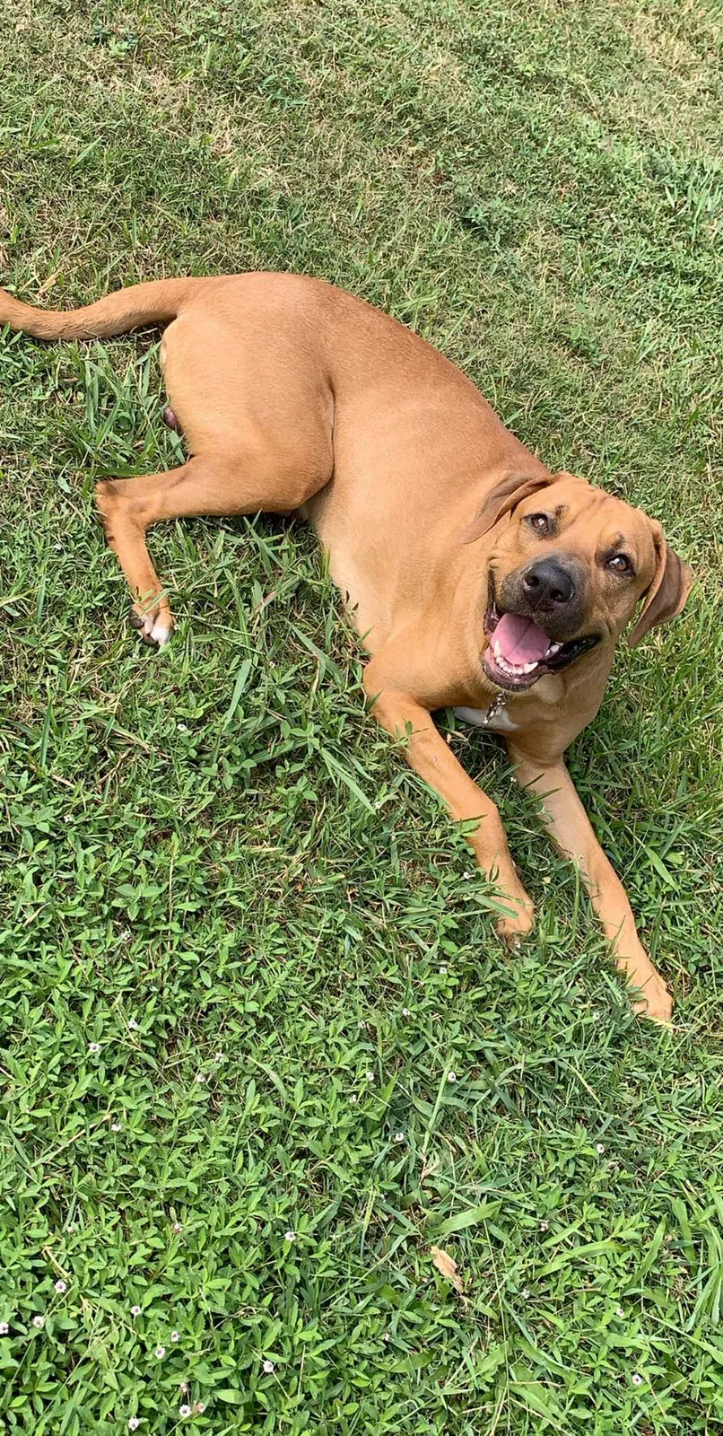 Lost dog in Houston, TX, 77082