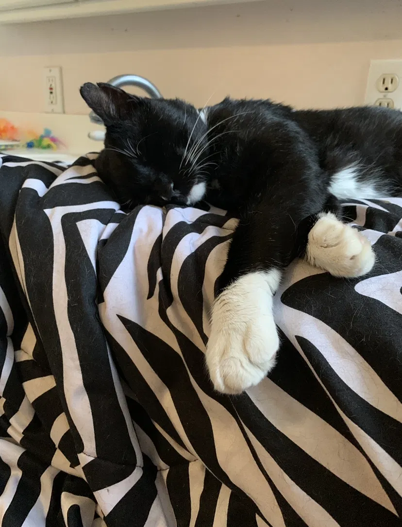 Lost cat in Santa Clara, CA, 95050