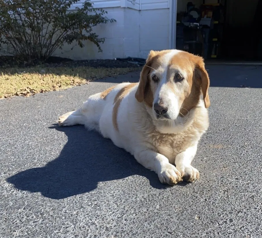 Lost dog in Thomaston, GA, 30286