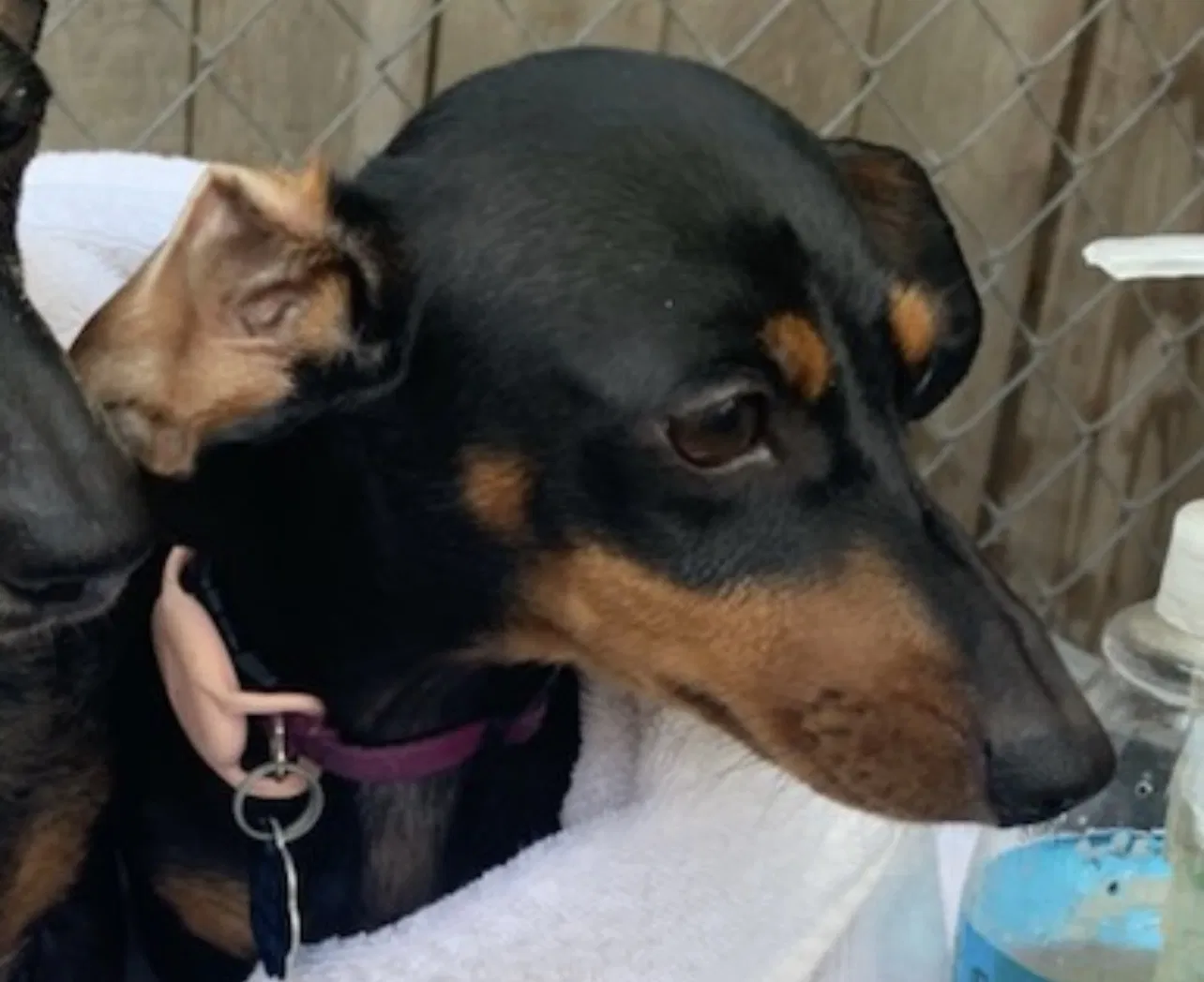 Lost dog in San Antonio, TX, 78201