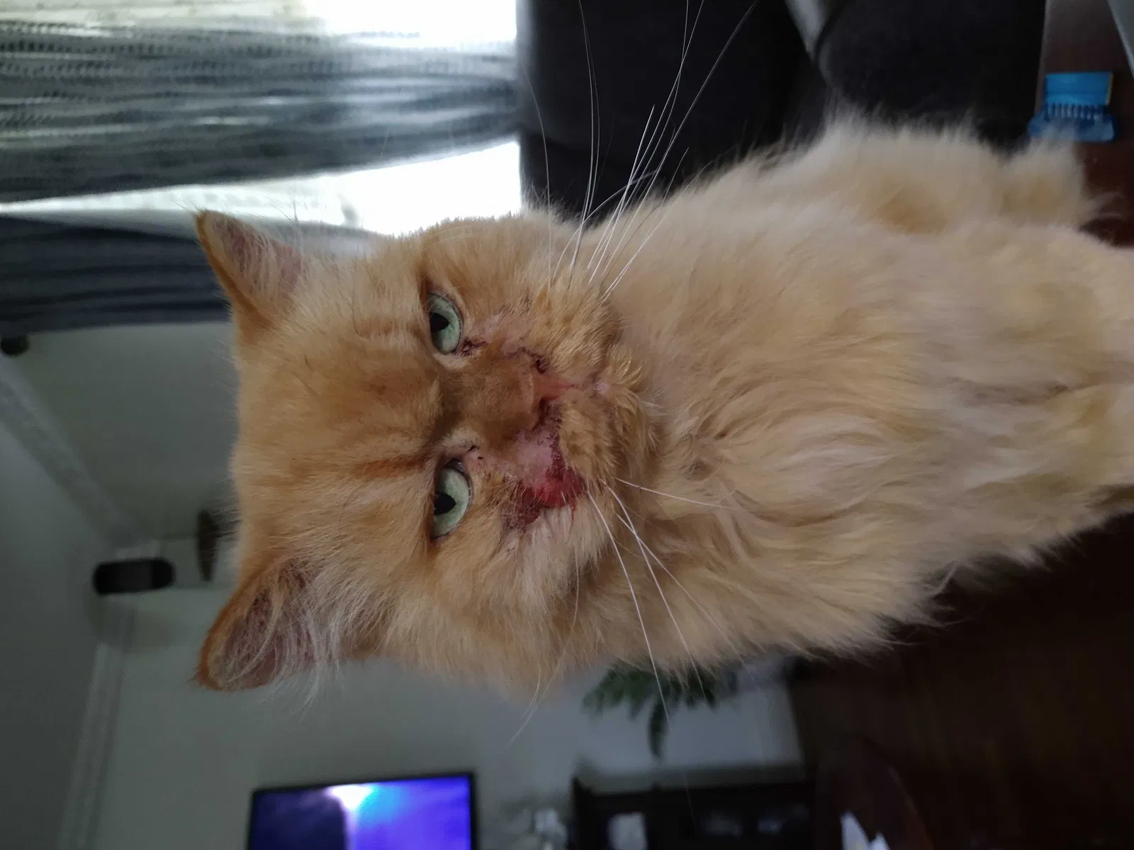 Lost cat in Catonsville, MD, 21228