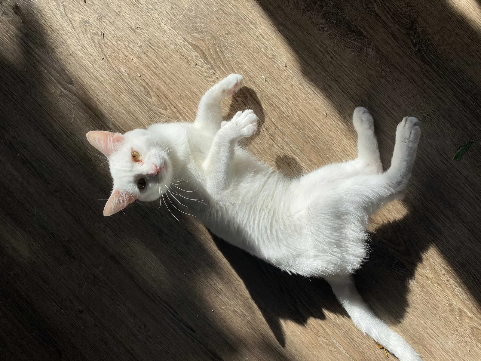 Lost cat in West Linn, OR, 97068