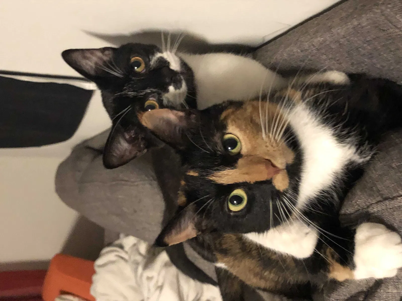 Lost cat in Cedar Park, TX, 78613