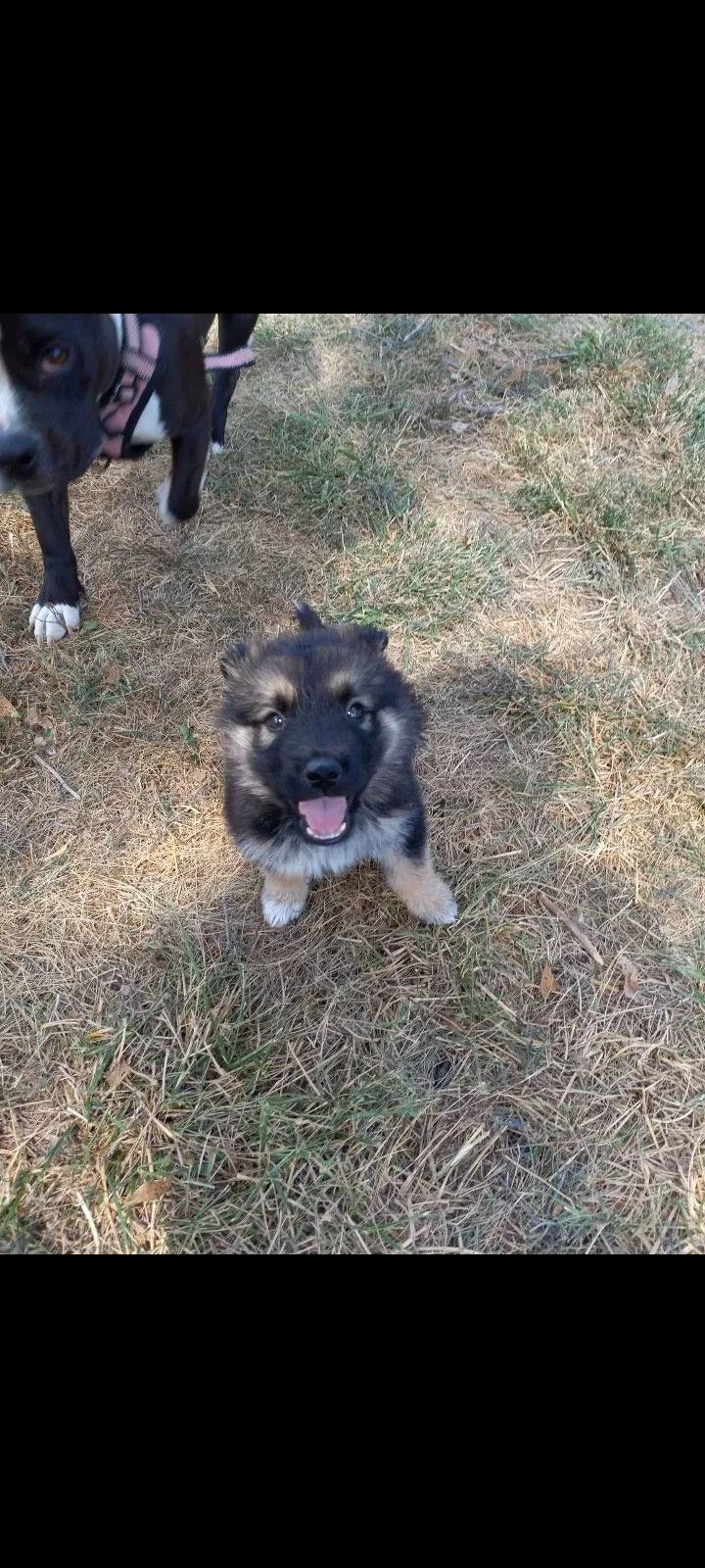 Lost dog in Wichita, KS, 67204