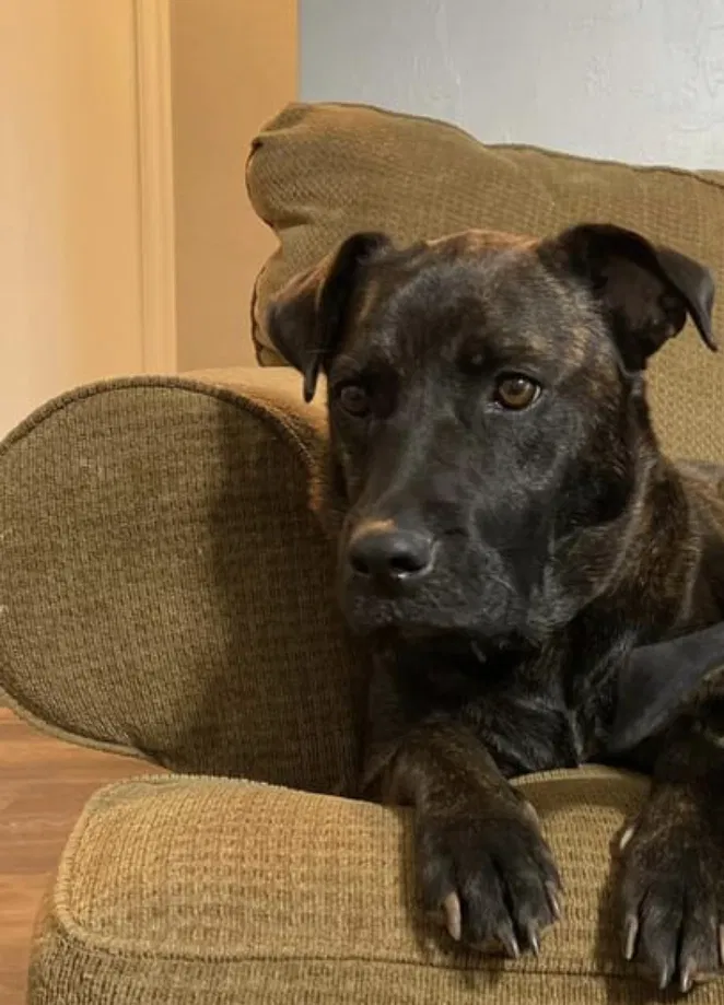 Lost dog in Yukon, OK, 73099