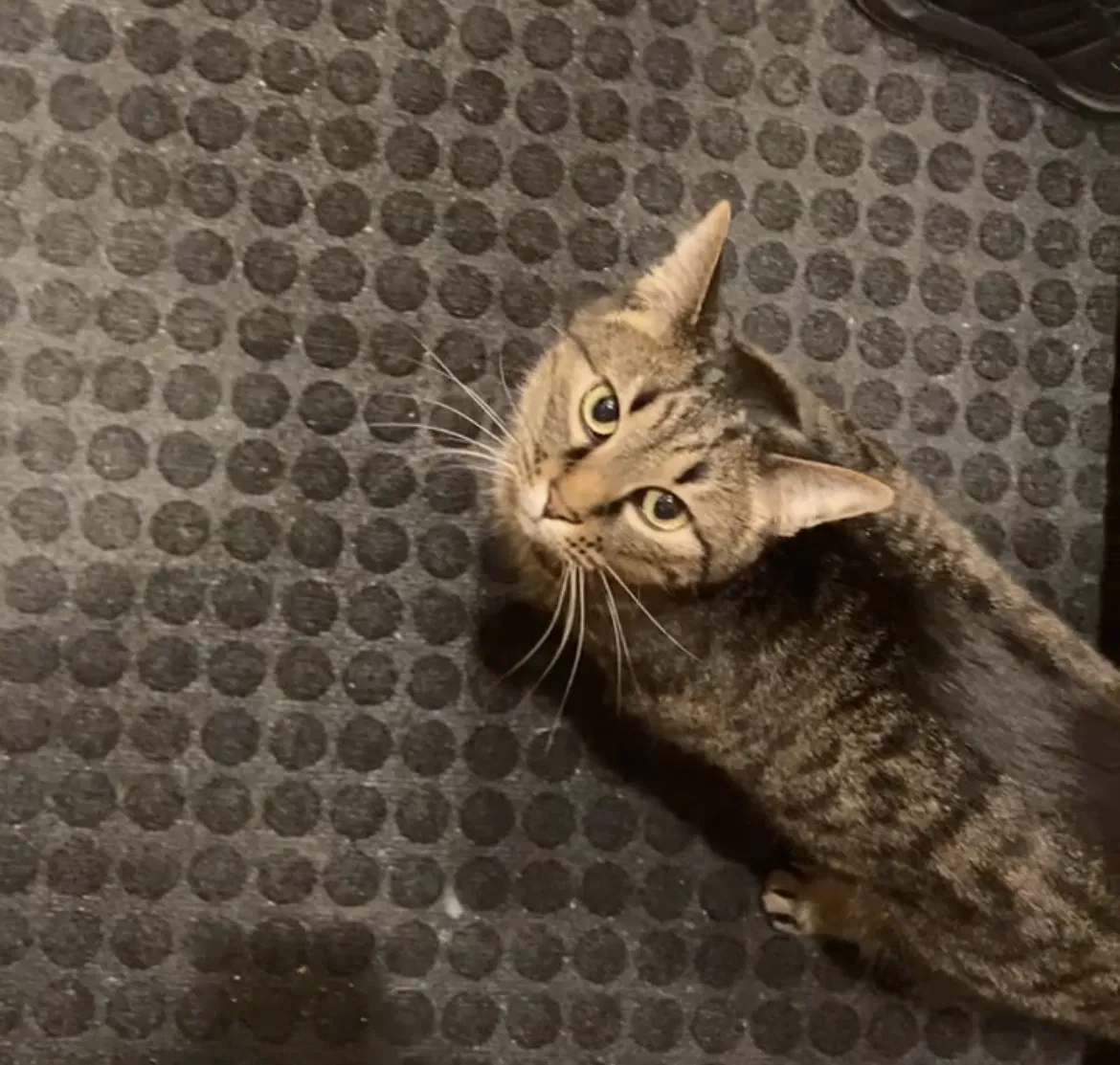 Lost cat in Minneapolis, MN, 55443
