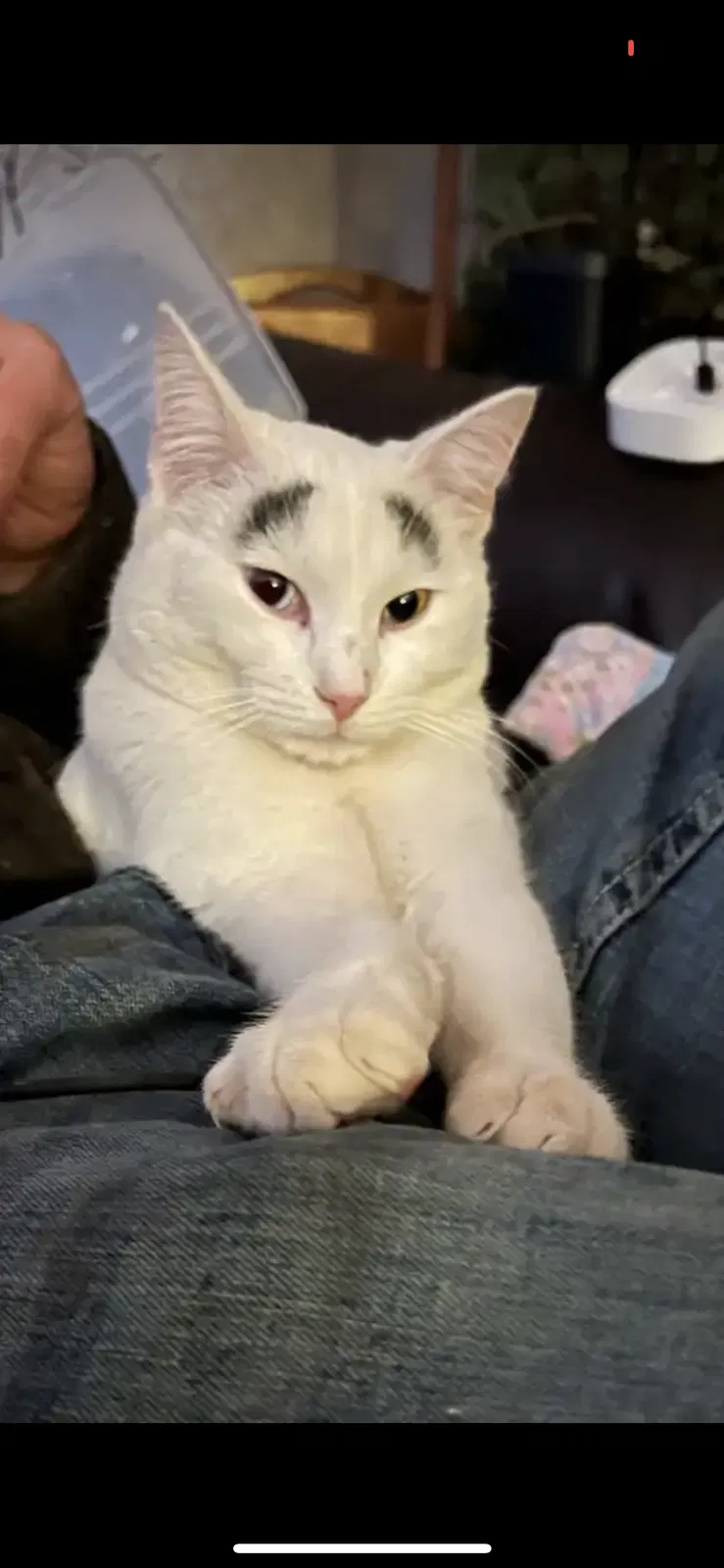 Lost cat in Springfield, MO, 65810