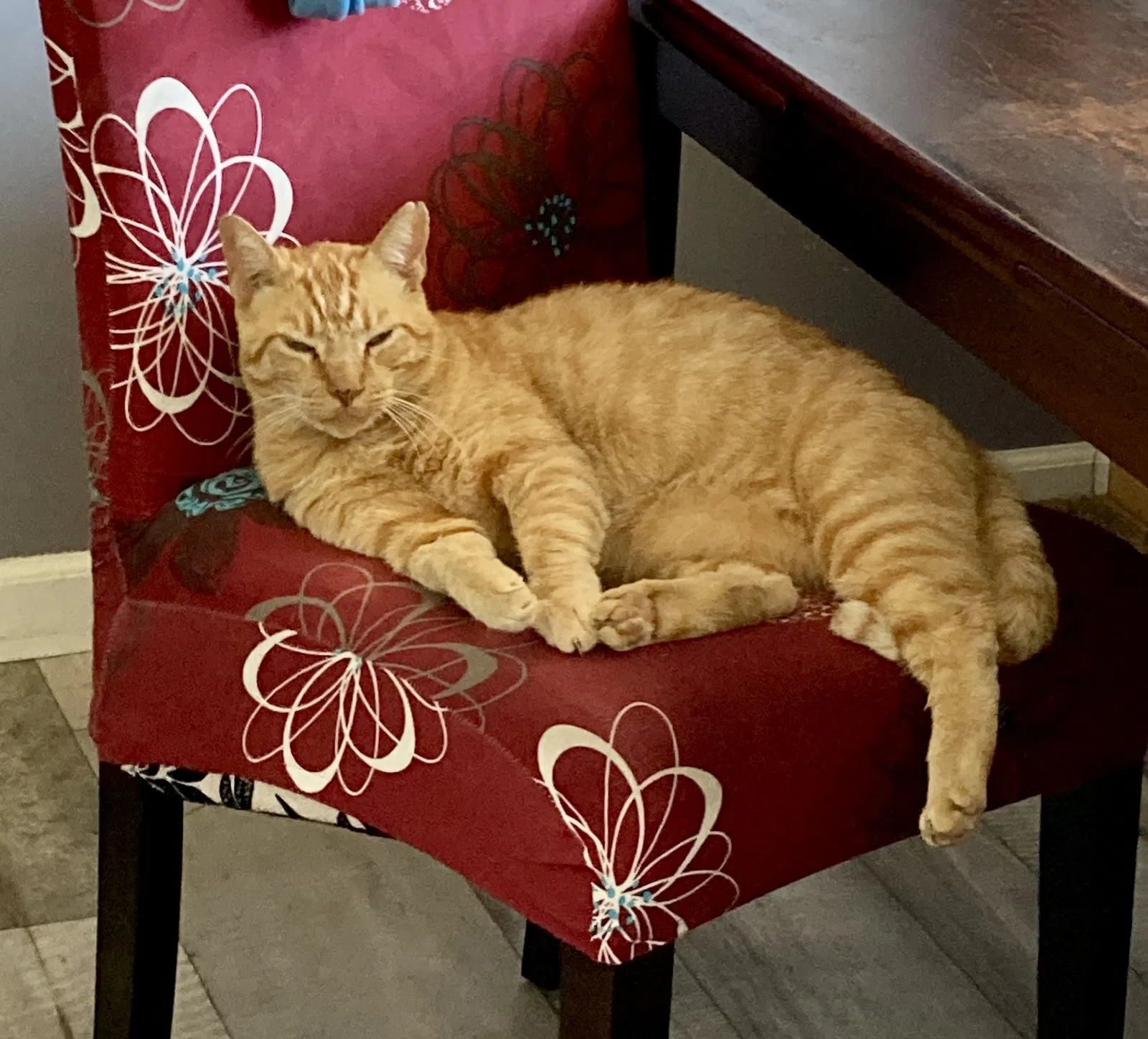 Lost cat in Redondo Beach, CA, 90277