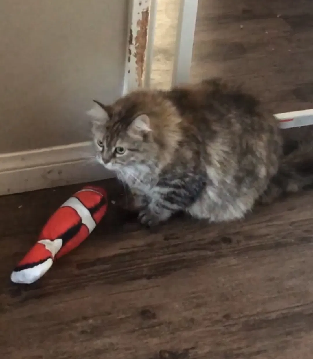 Lost cat in Oceanside, CA, 92054