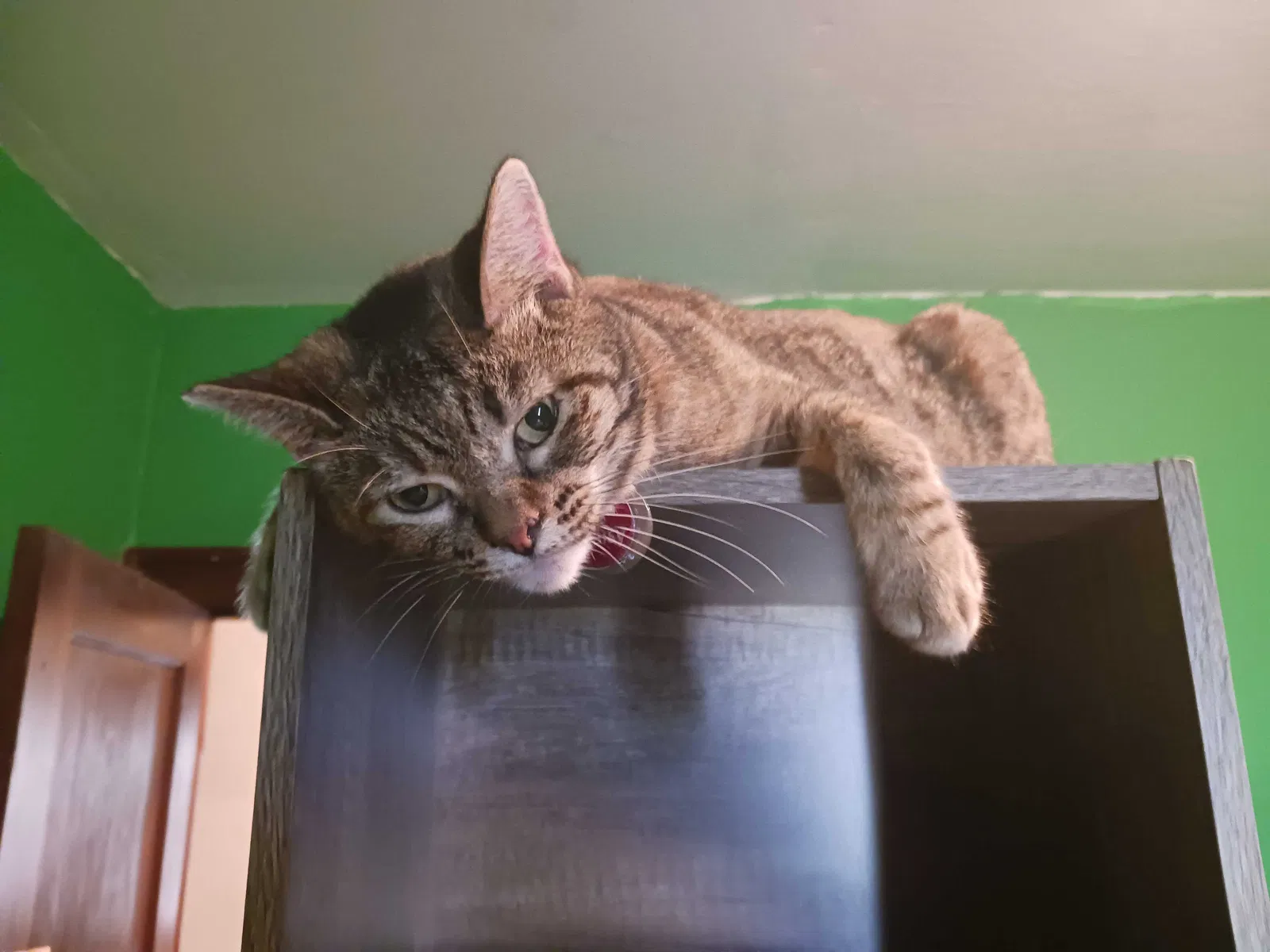 Lost cat in Coggon, IA, 52218