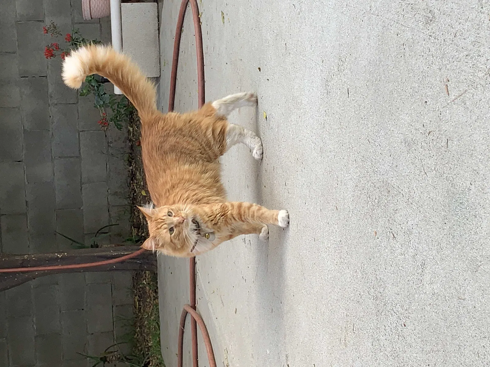 Lost cat in Sylmar, CA, 91342