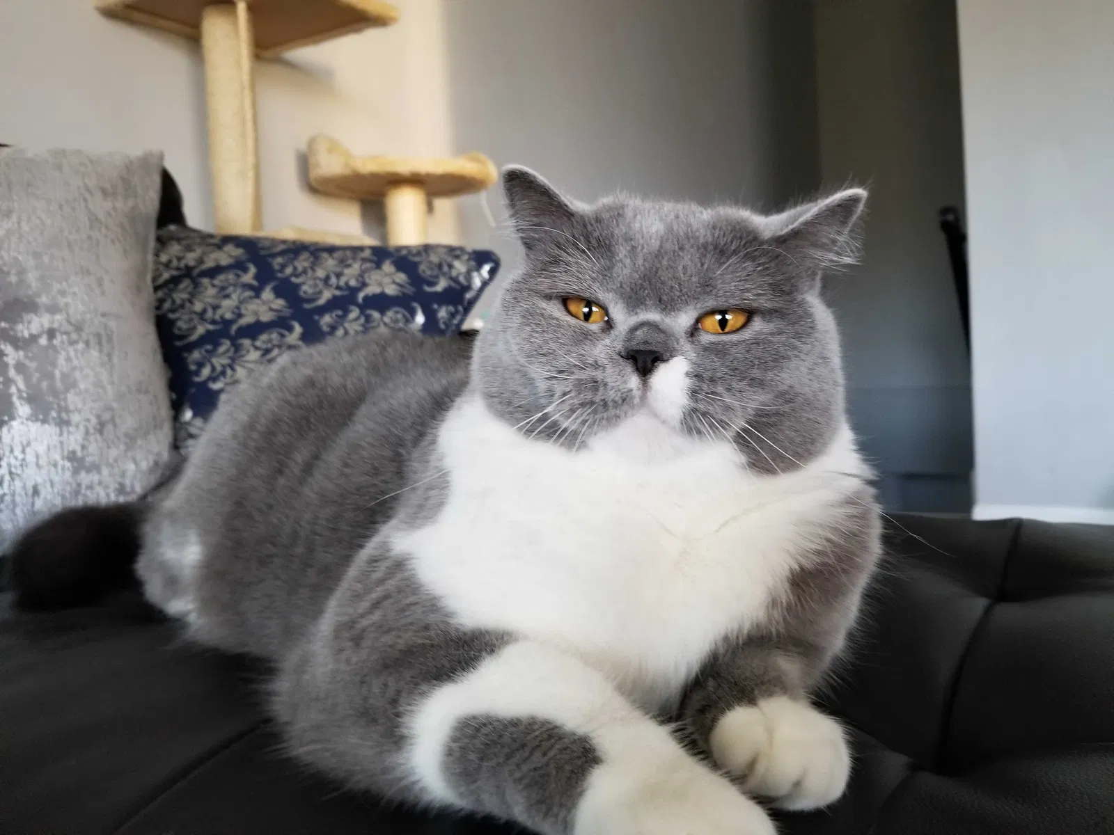 Lost cat in Chalfont, PA, 18914