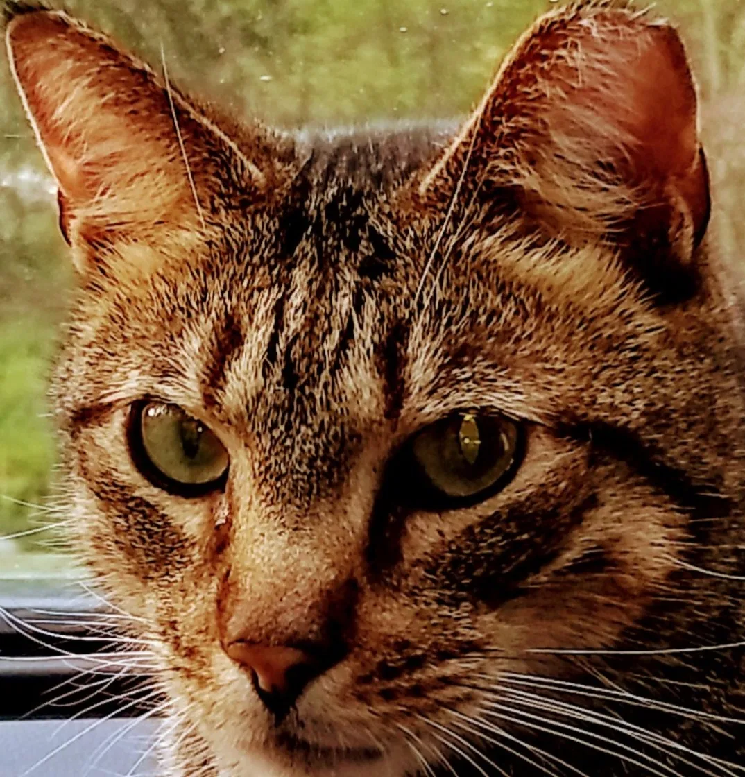 Lost cat in Charlotte, NC, 28214