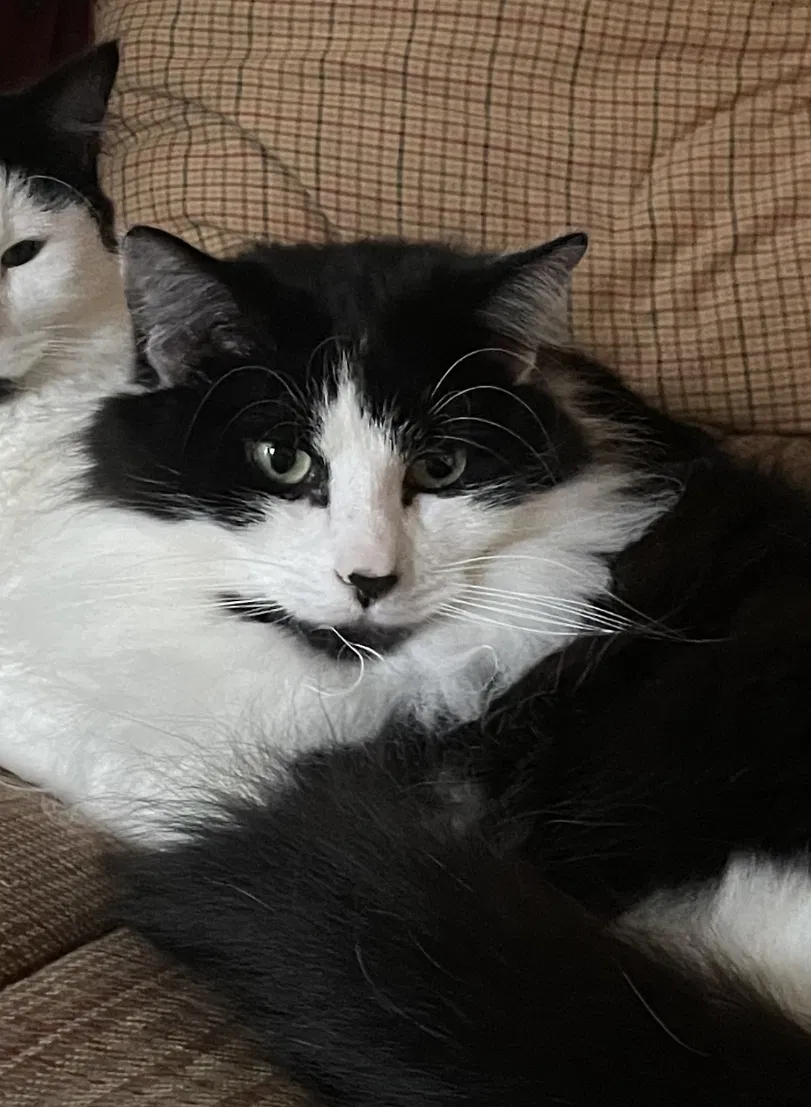 Lost cat in Elgin, IL, 60124