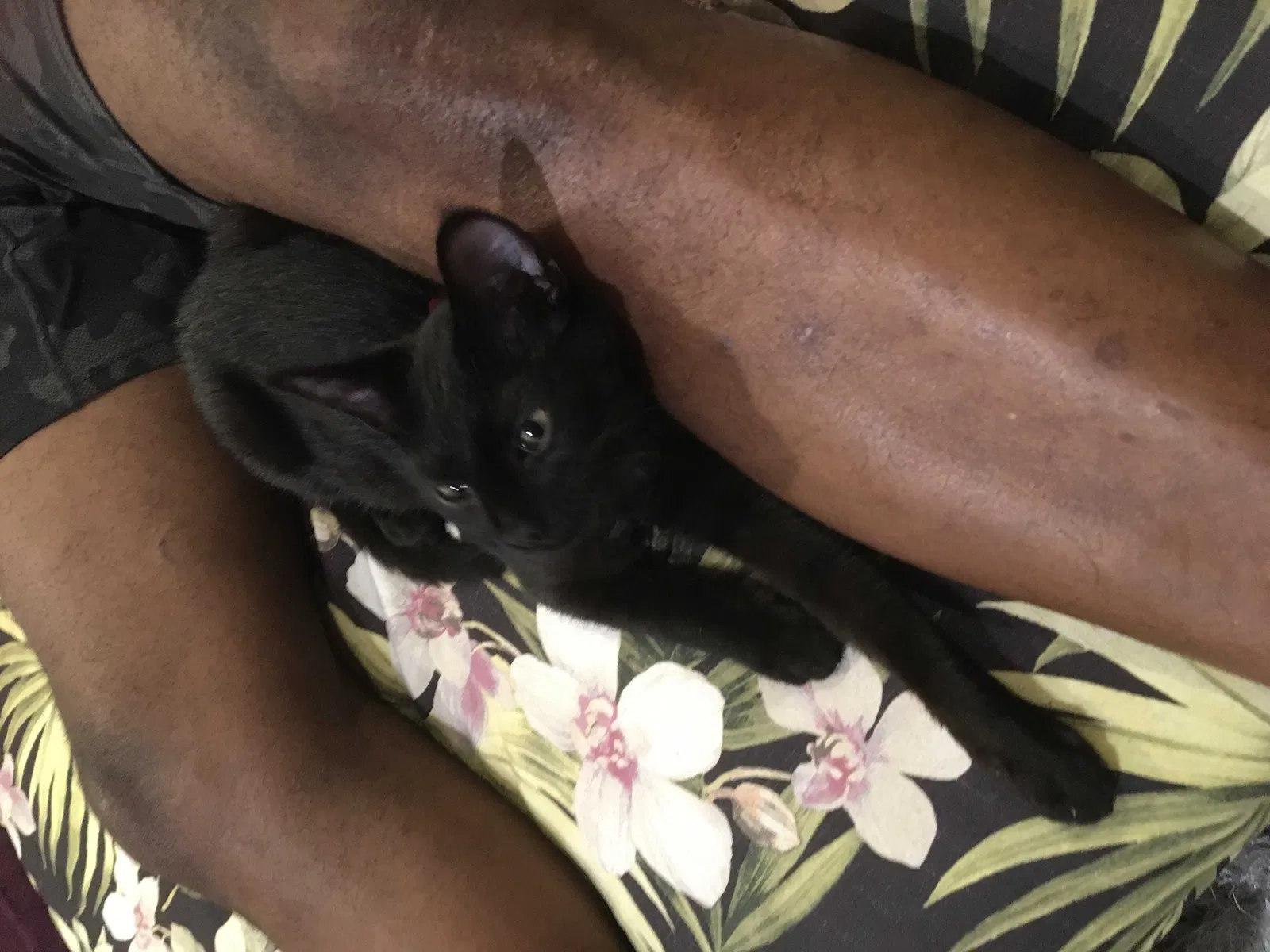Lost cat in Fort Lauderdale, FL, 33304