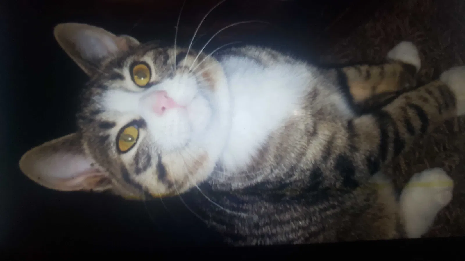 Lost cat in Rock Springs, WY, 82901