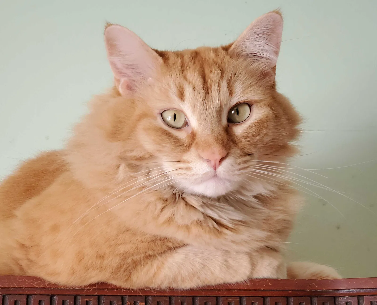Lost cat in New Haven, CT, 6513