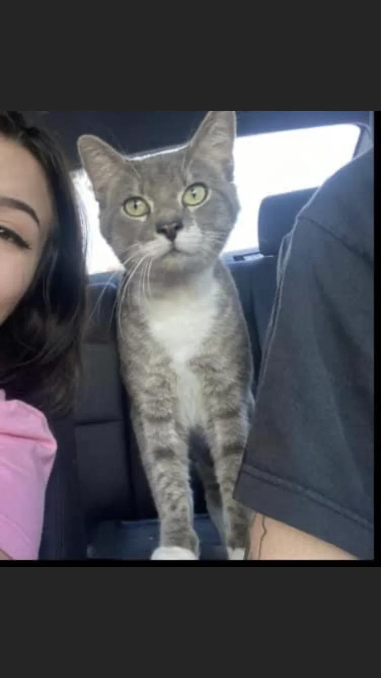 Lost cat in Leeds, AL, 35094